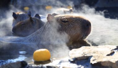 Meet the Gorgeous Winner of Japan's Capybara Bath Contest