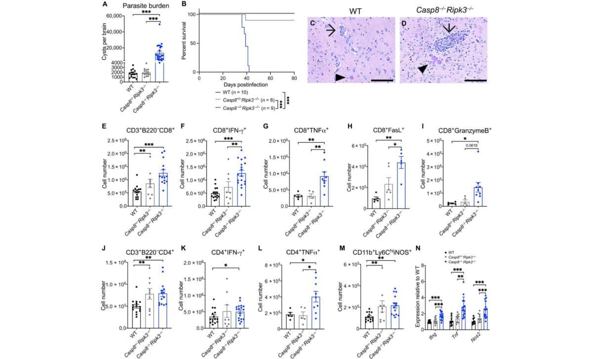 Caspase 8 Is Essential For Controlling T. Gondii Infection In The Brain, But Casp8 Deficiency Did Not Affect The Th1 Cell Immune Response. ©science Advances