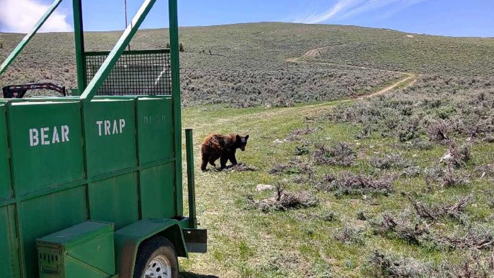 The techniques and equipment used to trap bears for relocation and research have evolved a lot over the last 70 years.