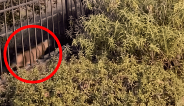 Fish and Wildlife says 'mountain lion' video likely shows a house cat