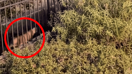Fish and Wildlife says 'mountain lion' video likely shows a house cat