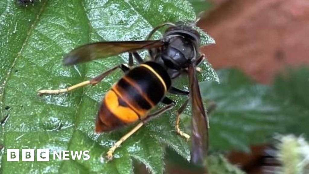 Asian hornet sighting in Wales prompts Welsh government warning