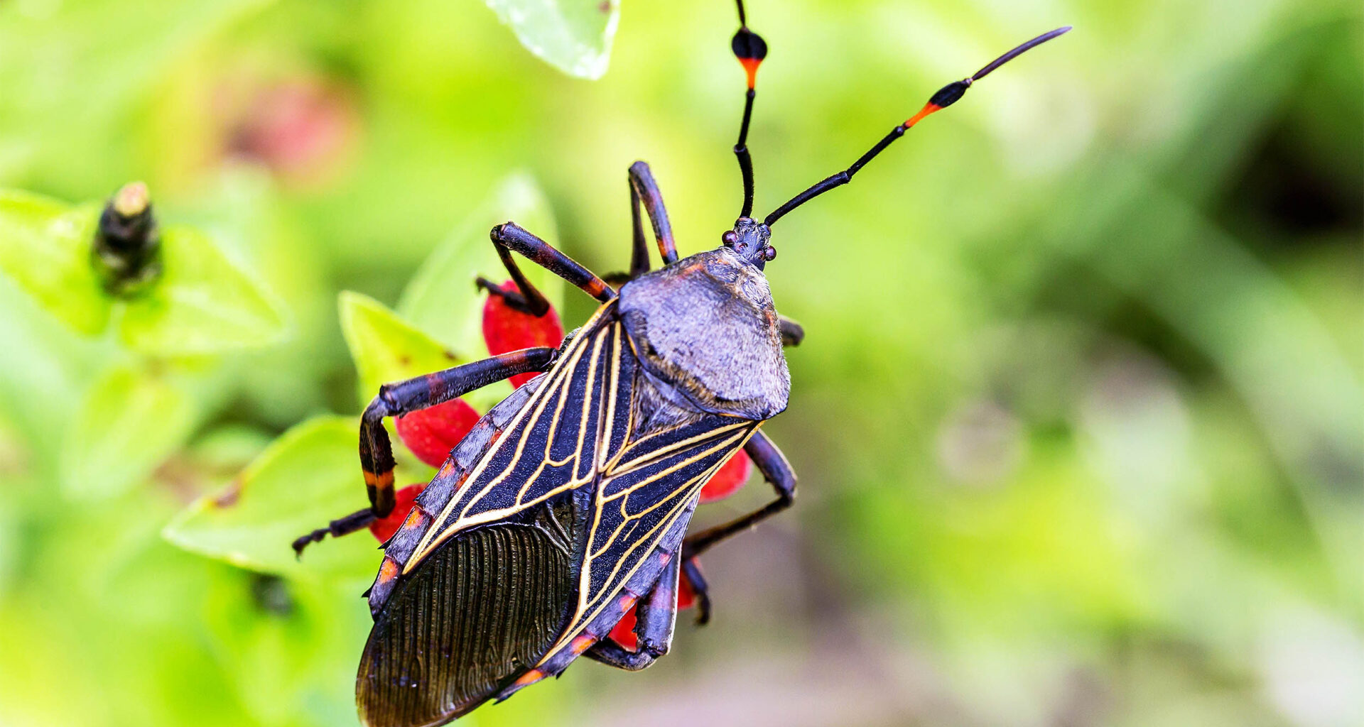 Deadly disease damages the heart for years with no symptoms and is now spreading in the US - Earth.com