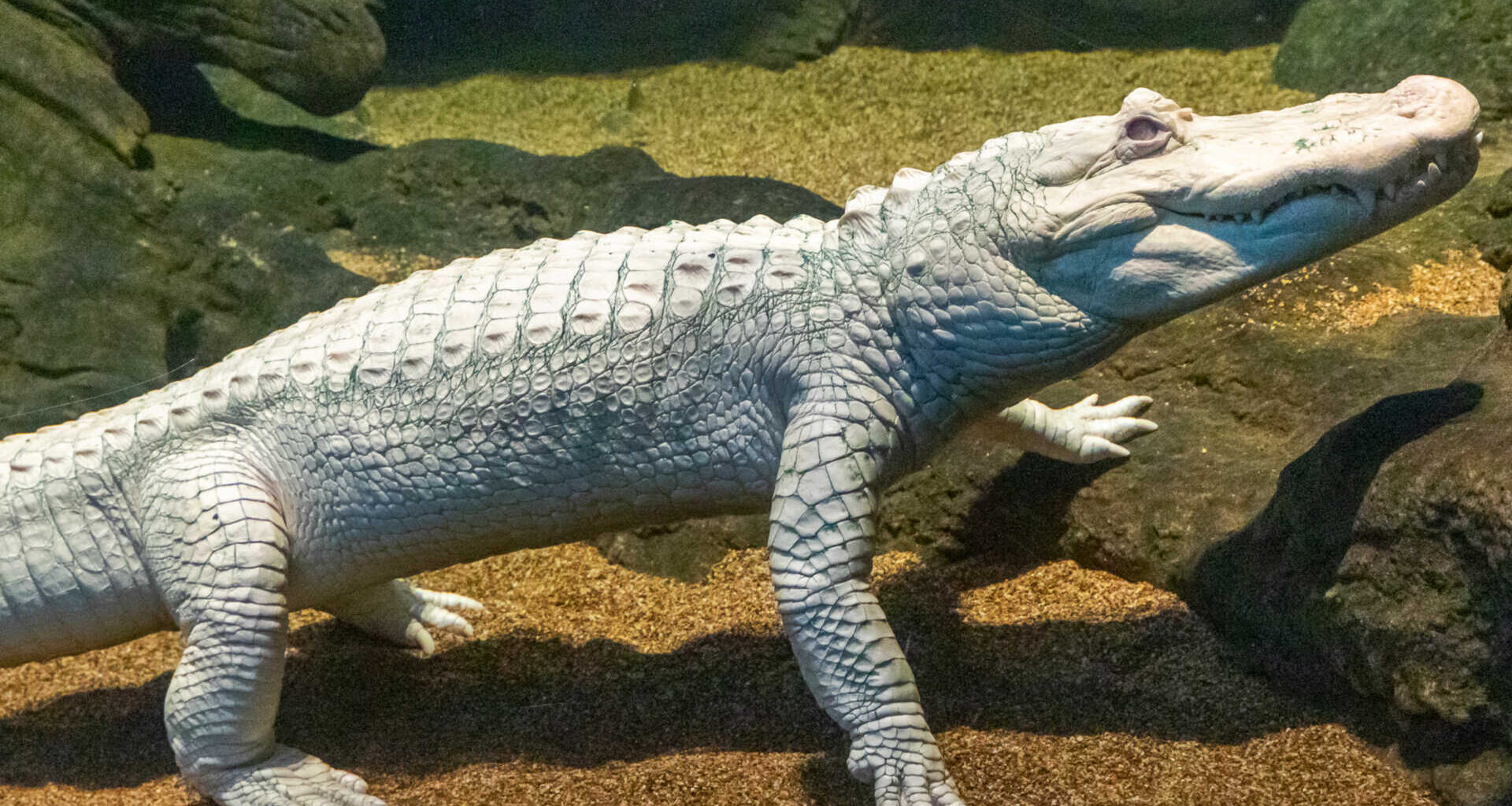 Claude the Albino Alligator Getting a Big, Free ‘Celebration of Life’ on Sunday, January 18