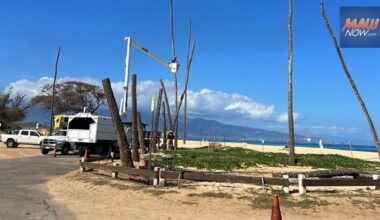 Shoreline coconut trees at Baldwin Beach Park removed due to decline from coastal erosion, salt water : Maui Now