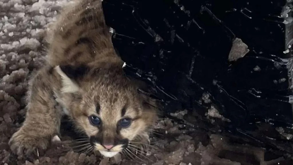 A cougar cub