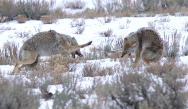 Cowboy State Daily logo