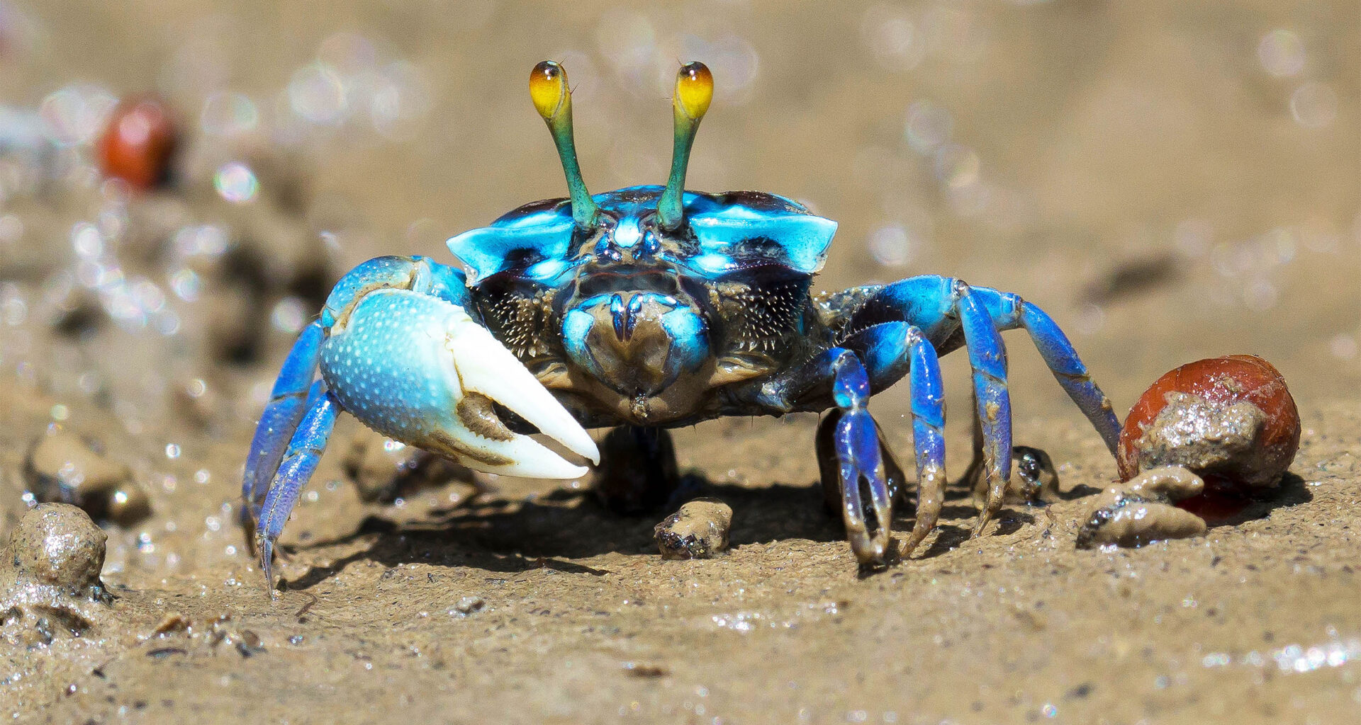 Animals have evolved into crabs five separate times in history