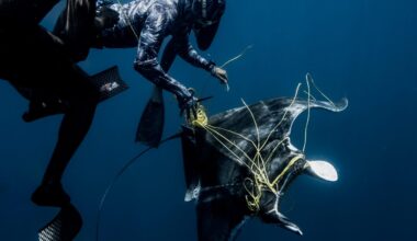 Divers Rescue Ray Tangled in Deadly Fishing Line–Once Freed, Encircled Them with a ‘Thank you'