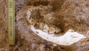 Early Human Ancestor Found in Morocco Dates Back 700,000 Years May Be Major Missing Link
