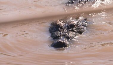 Australia's surging saltwater crocodile population a conservation success story to some, but a worry to others