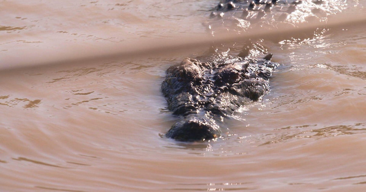 Australia's surging saltwater crocodile population a conservation success story to some, but a worry to others