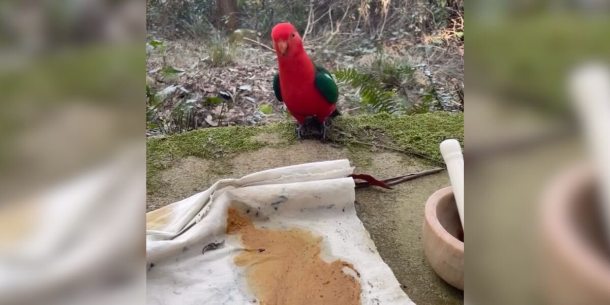 Woman Painting In Rainforest Befriends Wild Birds Who Watch Her Every Day