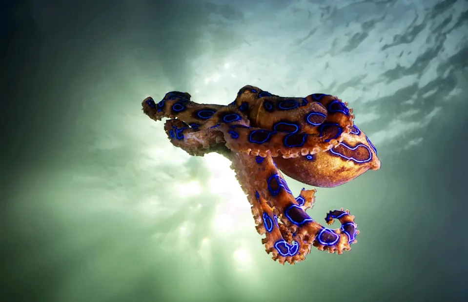 <p>YUSRAN ABDUL RAHMAN/Shutterstock</p>