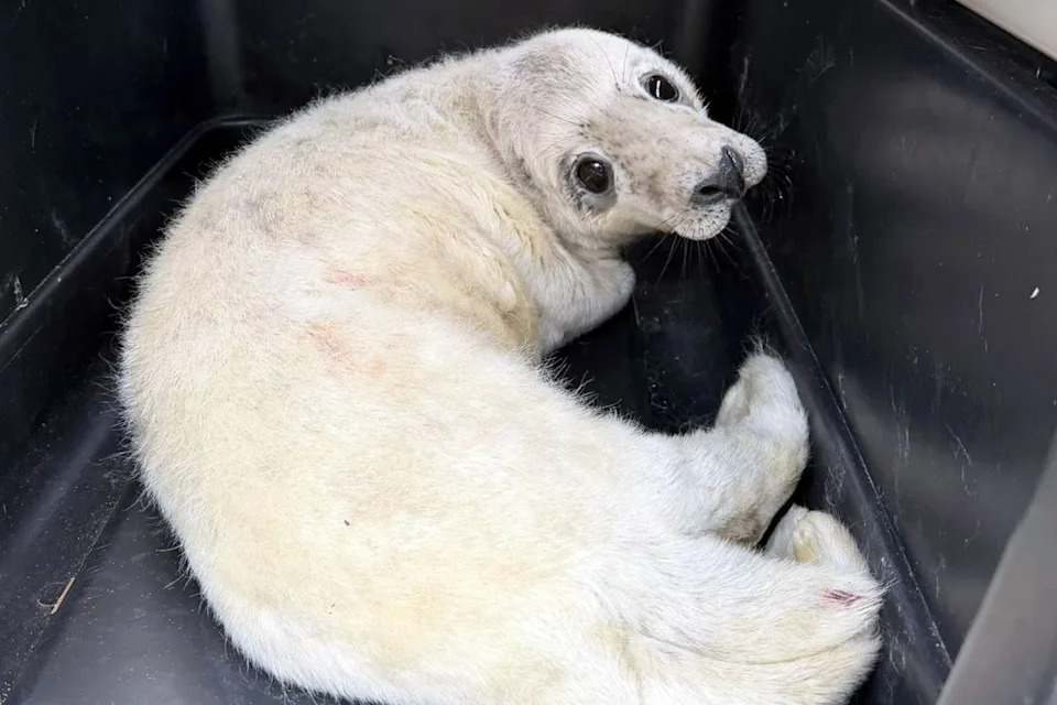 Marine and Wildlife Rescue/Facebook Cold Call the seal pup