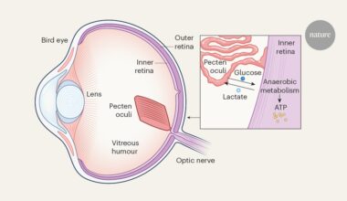 Illuminating how the bird inner retina works without oxygen solves a 350-year-old structural mystery - Nature