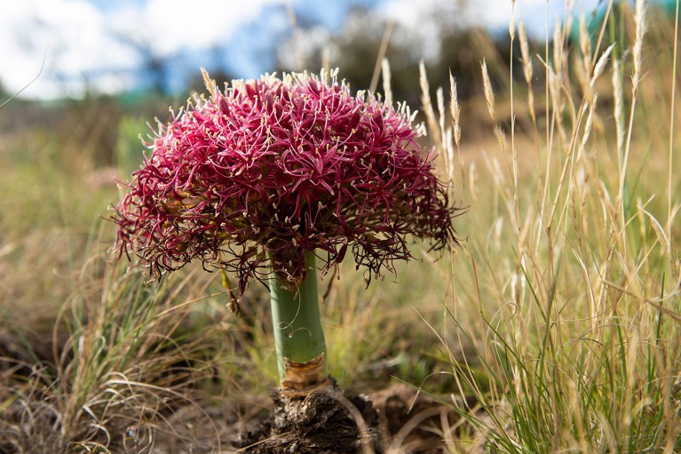 Close up view of a single brightly coloured pink Century plant.