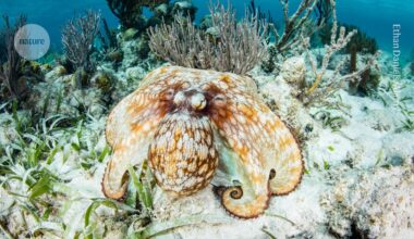 Octopus-inspired ‘synthetic skin’ changes colour and texture on demand