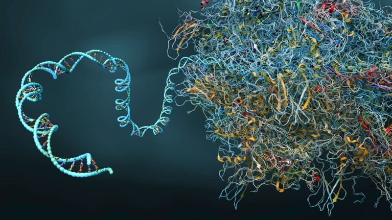 3D rendering of a twisted DNA double helix strand feeding into the much larger tangled protein structure of a ribosome