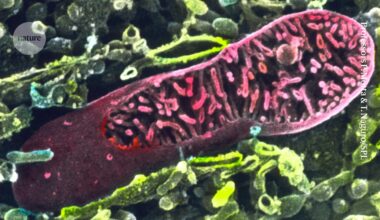 Cancer might evade immune defences by stealing mitochondria