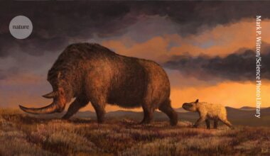 Wolf pup’s stomach yields DNA from one of world’s last surviving woolly rhinos