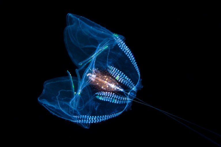 A transparent comb jelly swimming through black waters.