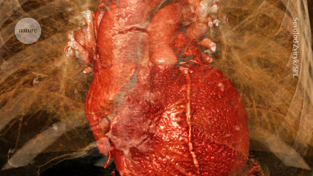 Damage from a heart attack comes from brain signals, mouse study suggests