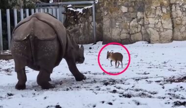 Tiny Deer Takes on 1.7-Ton Rhinoceros