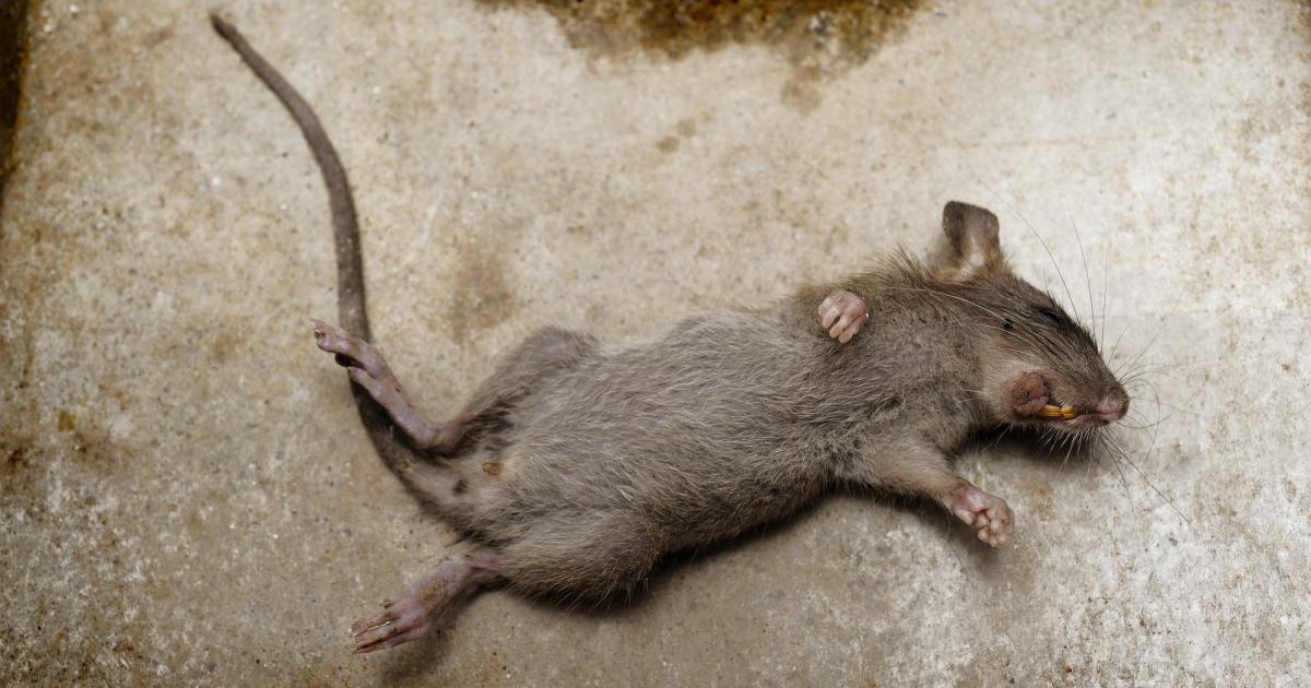 The Top Three Worst Health Inspections of 2025