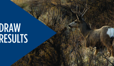 Results of the nonresident deer/elk tag drawing now available. Successful applicants have until Jan. 20 to buy tags