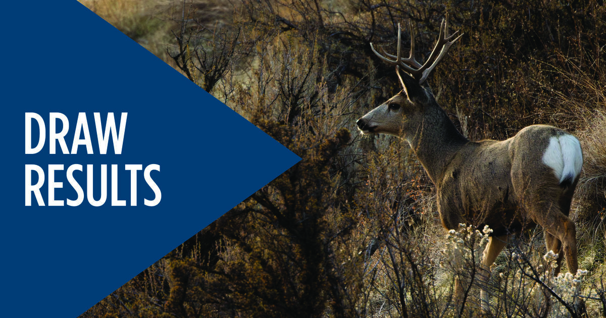 Results of the nonresident deer/elk tag drawing now available. Successful applicants have until Jan. 20 to buy tags