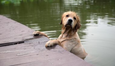 Yahoo lifestyle home