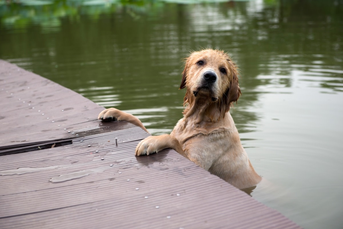 Yahoo lifestyle home