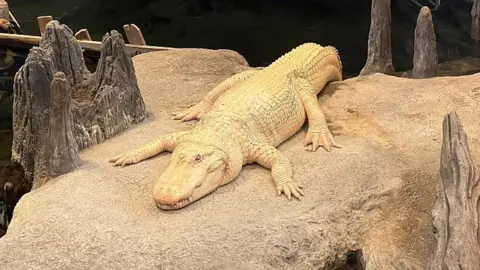 Getty Images Claude, a white alligator, laying on a rock above water in his enclosure