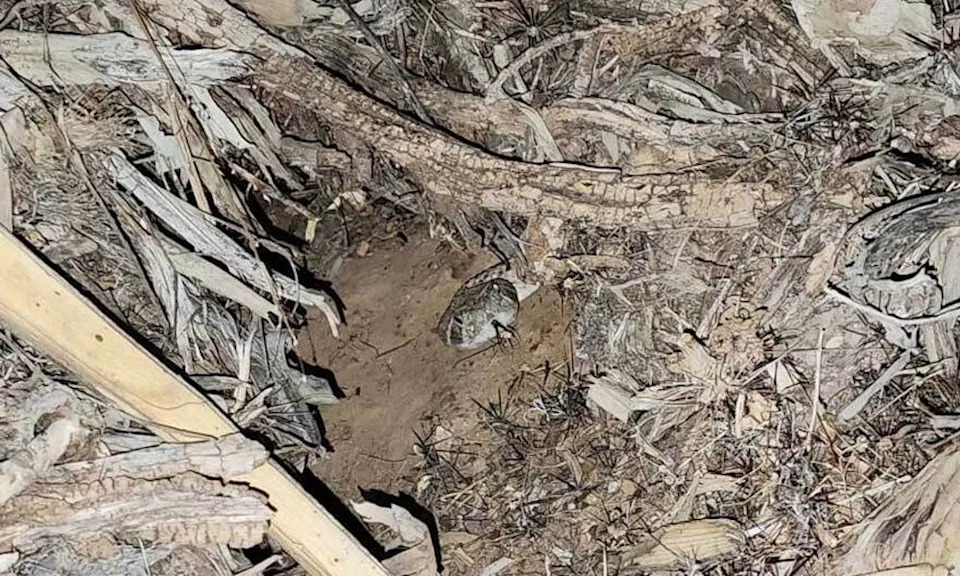 Can you spot the rattlesnake?