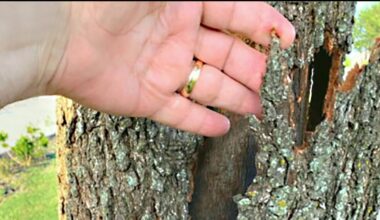 Here's what Texas A&M Forest Service officials say about the threat of trees 'exploding' in the cold