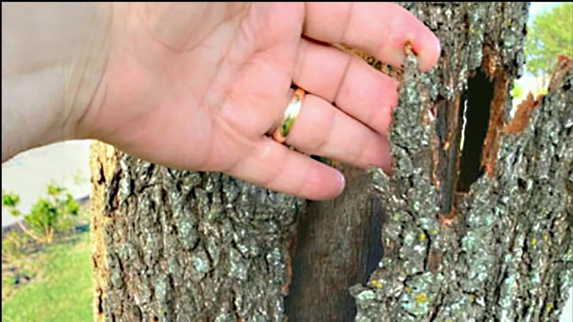 Here's what Texas A&M Forest Service officials say about the threat of trees 'exploding' in the cold