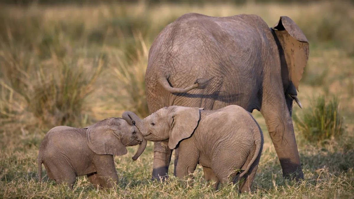 Elephants Annoying Baby Sister During a Nap Like ‘Classic Siblings’ Is Too Funny