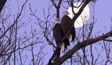 Kansas City-area wildlife refuge sets new record for bald eagles