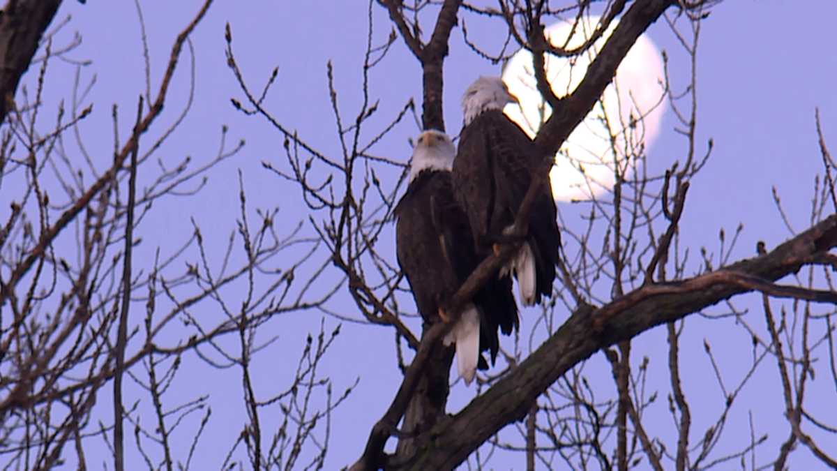 Kansas City-area wildlife refuge sets new record for bald eagles