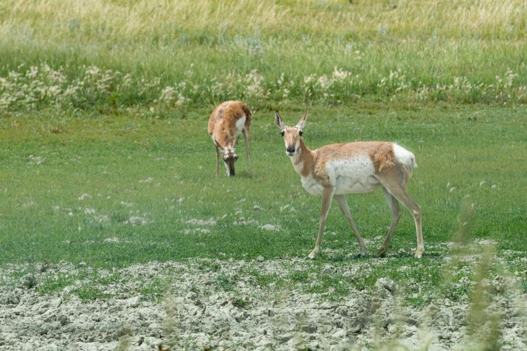 pronghorn-wildlife-pawnee-grassplands-eastern-plains-20230708