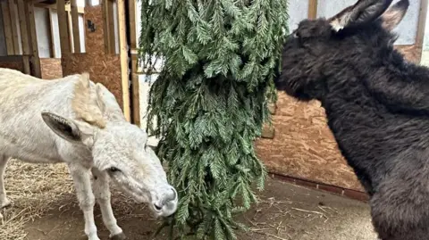 Isle of Wight Donkey Sanctuary Two donkeys nibble at a Christmas tree which has been hung upside down in a barn
