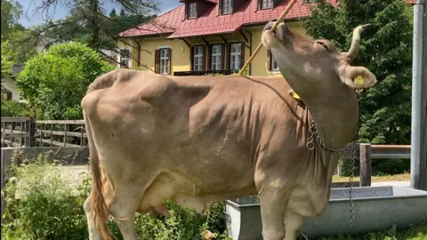 Antonio J Osuna Mascaró A pale brown cow holds a wooden broom in her mouth, which she is using to scratch her flank. She stands in a field outside an Austrian farmhouse painted yellow with a red tiled roof.