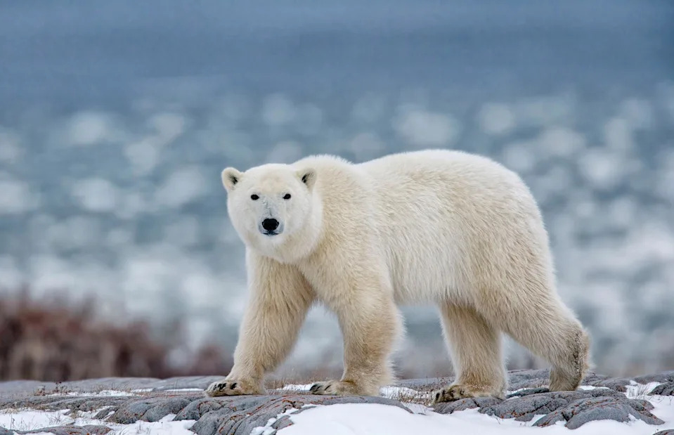 <p>isabel kendzior/Shutterstock</p>