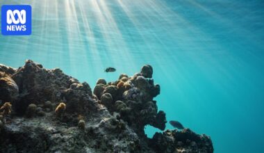 World's first legally binding treaty to protect oceans and marine life takes effect