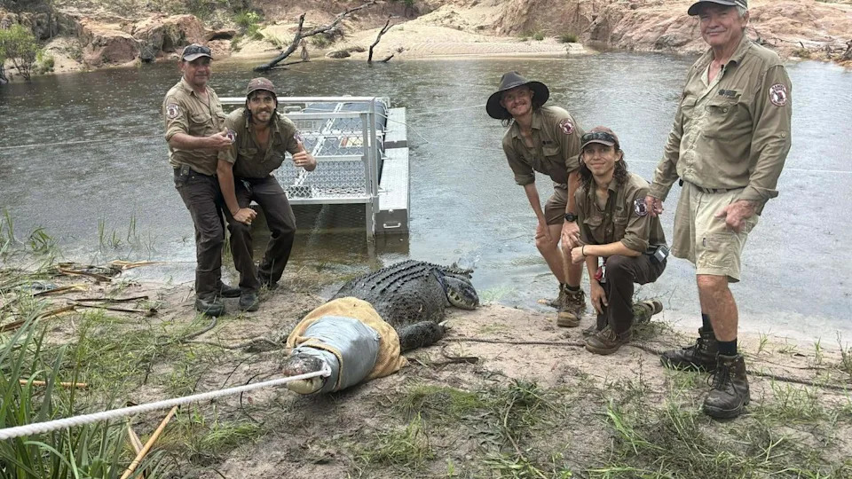 A 4.9m saltwater crocodile was removed downstream from Wangi Falls and relocated to a crocodile farm by Northern Territory Parks and Wildlife rangers. Picture: Northern Territory Parks and Wildlife