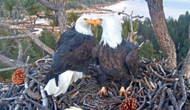 Famous Big Bear Valley bald eagles welcome first egg of 2026