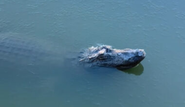 Here's how one gator in Beaumont rode out the recent freezing temps!