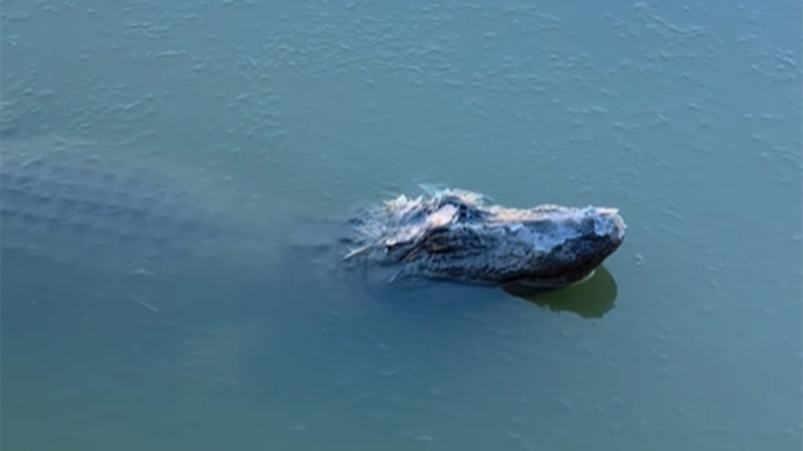 Here's how one gator in Beaumont rode out the recent freezing temps!