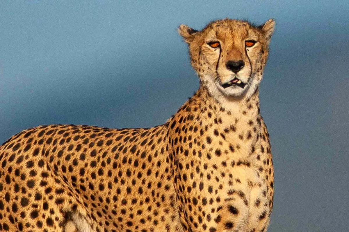 Scientists Found 7 Mummified Cheetahs That Could Provide Key Insight for Conservation Efforts: ‘Serendipitous Discovery’
